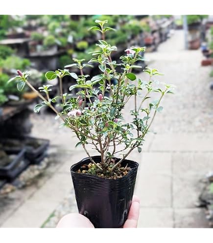 Amazon.co.jp: 形状お任せ 山野草豆鉢 山野草 植木鉢 ミニミニ盆栽鉢