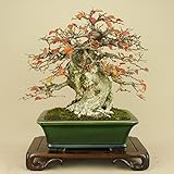 いよじ園 岩シデ / イワシデ （中品盆栽）鉢：真山