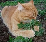 Catnip 1500種Nepeta Cataria *あなた自身の猫のトリートメント* CombSH D74