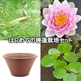 (ビオトープ/睡蓮)はじめての睡蓮栽培セット シャディ レディ+陶鉢440+ヒメダカ+浮き草他 説明書付 本州・四国限定[生体]