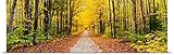 GREAT BIGキャンバスポスター印刷entitled Trees Along A Pathway in秋の林、ミシガン州、Alger郡 36" x 12" 2086934_13_36x12_non