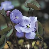 【山野草】竜田草