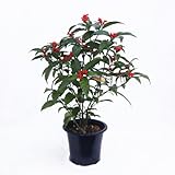 千両(センリョウ)の鉢植え(5号鉢)