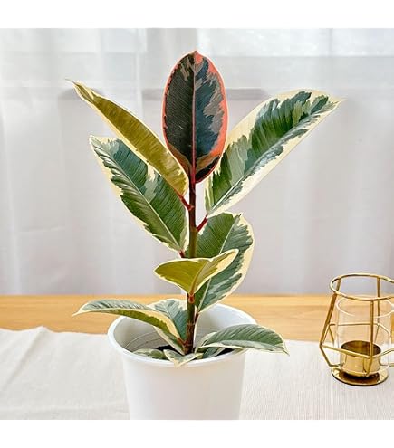 Amazon｜観葉植物 ゴムの木 フィカス ティネケ 6号鉢 観葉植物 室内