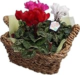 さかもと園芸の達人のシクラメン　花鉢植え　花 ギフト　ミニシクラメン【3色ミニシクラメンバスケット】　プレゼント　誕生日　贈答品　お祝い ゴールドリボンラッピング