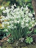秋植え球根 オーニソガラム ヌータンス(ガラスの花) 10球パック