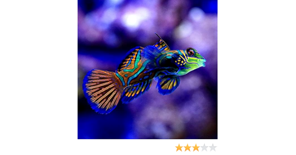 Amazon 海水魚 マンダリン ｓ ｍサイズ １匹 北海道 九州航空便要保温 Charm チャーム 観賞魚 水中生物 通販