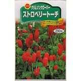 ストロベリートーチ (954)