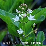 水生植物:ミツガシワ(三槲) 素掘り苗5株【紫桜館山の花屋】