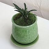 [縁起物・新居祝いやギフトに！]万年青 （おもと）：陶器鉢植え（皿付）／ステララウンド緑S ノーブランド品