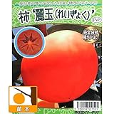 カキ（柿）：れいぎょく（麗玉）4号ポット ノーブランド品