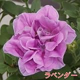 ペチュニア プリンセス八重咲きダブル 【ラベンダー】 ・栄養系宿根草 小中輪タイプ