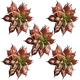 Auntwhale 人工偽プラスチック多肉植物ミニ景観盆栽材料DIY Fairy Garden Floral Deco