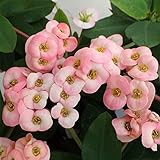 ハナキリン：八福神　ピンク系4号鉢植え