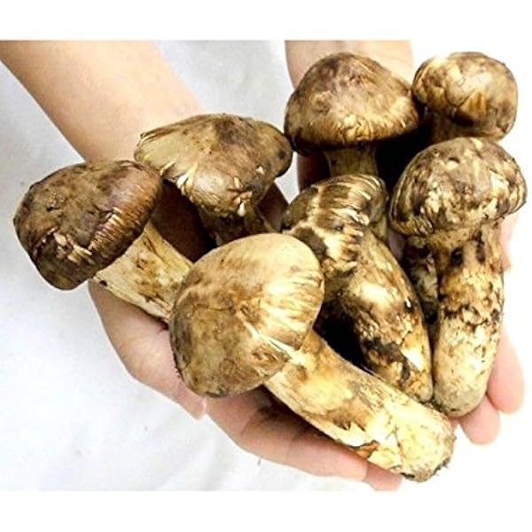 フレッシュ松茸・極品 Amazon.co.jp: 松茸 極上品 つぼみ 中開き 300g 国産 天然