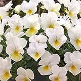 ビオラ：フォーシーズンズ ホワイトイエローアイ3～3.5号ポット 8株セット[這性タイプ] ノーブランド品