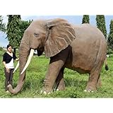 アニマルビッグフィギュアシリーズ【巨大・アフリカ象】(等身大フィギュア・ゾウ)
