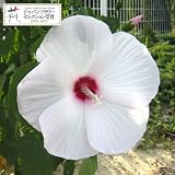 宿根ハイビスカス：タイタンビカス：ピーチホワイト3.5号ポット[JFS受賞][夏の花壇に！大型種] ノーブランド品
