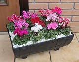 ガーデンシクラメン ビックボックス 高規格シクラメンを11株寄せ植えした完成品。 玄関先にドカンと飾ってください。初夏まで楽しめますよ！ ＊お届け先によっては別途送料がかかる場合があります