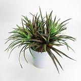 観葉植物 光触媒 ヤブラン 鉢 インテリア 【ギフトラッピンク・ギフトカード対応】