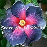 プロモーション！200pcsのハイビスカスの種24kinds HIBISCUS ROSA - シネンシスフラワー種子は、装飾用のプランターを鉢植え