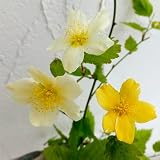 ヤマブキ(山吹）：吹雪錦3.5号ポット 2株セット[花が2色の咲き分けで、葉にも少し斑が入る] ノーブランド品