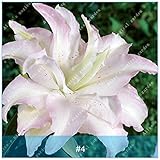 1pcs真のリリーの球根盆栽の植物多年草の花球は種子ではありません急成長花虹の花ホームガーデン4