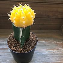 Amazon｜緋牡丹 ピンク サボテン｜観葉植物 オンライン通販