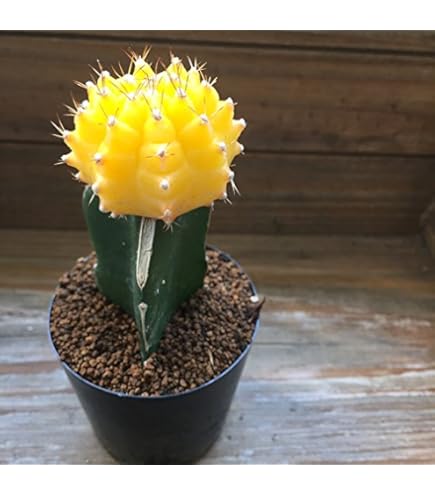 専用ページです！花サボテン ふんわりピンク♬カキコ ぶ*た様 ①飛龍(ひりゅう) 柱サボテン 花サボテン カキコ 開花