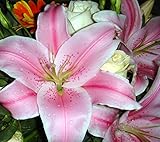 Hot!100 piece 16 Colors Lily Seeds New Garden Flowers Four Season Sowing World Rare Flower Seeds For