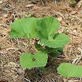 Amazon やまぶき 山蕗 苗 ６個セット フキノトウやキャラブキを家庭で楽しもう 花 観葉植物 フラワーギフト オンライン通販