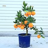 庭木・植木・苗木：特良品！早生温州みかん