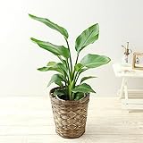 BunBunBee 観葉植物 オーガスタ【6号鉢・メッセージカード・バンブー製バスケット付き】