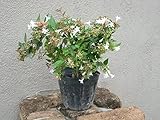 アベリア 5本