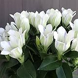 【開花終了株】りんどう：クリスタルアシロ4号鉢植え[人気の安代竜胆] ノーブランド品