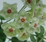 Hoya carnosa white-green - Porcelainflower - wax plant - 10 seeds
