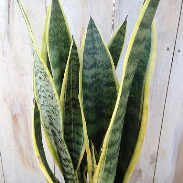 Amazon マイナスイオンで空気清浄 サンスベリア ローレンチ4号鉢 観葉植物 観葉植物 オンライン通販