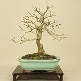 いよじ園 匂い楓 / ニオイカエデ （小品盆栽） 【雑木盆栽】