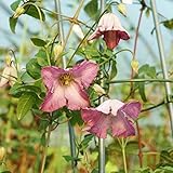 クレマチス 苗 ビチセラ メロディー ピンク系