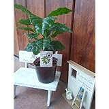 珈琲の木(コーヒーの木・アラビカ種・観葉植物)