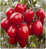 New Rare TOMATO 200 seeds + HEIRLOOM VEGETABLE SEEDS -"RUSSIAN BLACK KRIM" DARK & DELICIOUS free shi