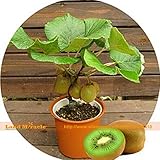 盆栽KIWI果樹種子、1プロフェッショナルパック、500種子/パック、非遺伝子組み換え食用キウイベリーマタタビGlaucophyllaランドミラクル