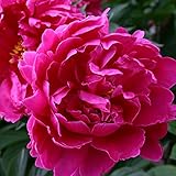 ピオニー（洋種しゃくやく）：サンセット裸苗袋詰め 2個セット[芍薬]