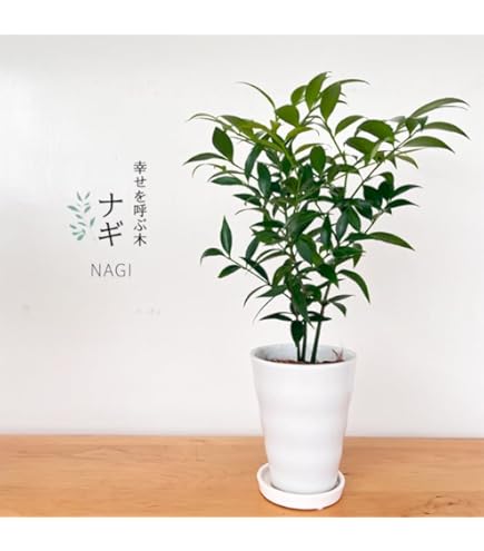 valiem monster mouth バリエム　植木鉢 VALIEM MONSTER MOUTH ANGRY〗バリエム植物鉢 Mサイズ - メルカリ