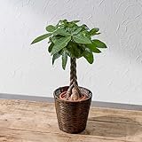 【日比谷花壇】観葉植物「パキラ（M）・バスケット」