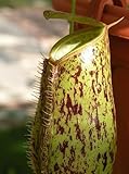 Nepenthes ampullaria brown speckle green lips - pitcher plant - 5 seeds