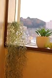 大人気スパニッシュモス【触媒加工】　【造花】【インテリアグリーン】【人工観葉植物】