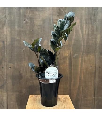 Amazon｜観葉植物 ザミオクルカス レイヴン 4号鉢 観葉植物 苗 室内