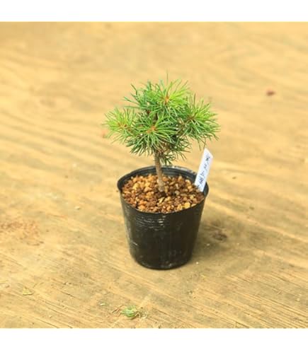 黒松　 盆栽 　盆栽鉢　陶器鉢 Amazon.co.jp: 盆栽：黒松（モダン陶器鉢 ）*苔と砂付き くろ