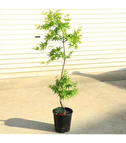 Amazon | アオシダレモミジ ～軽やかな細葉が夏に“涼”をはこぶ | 植木
